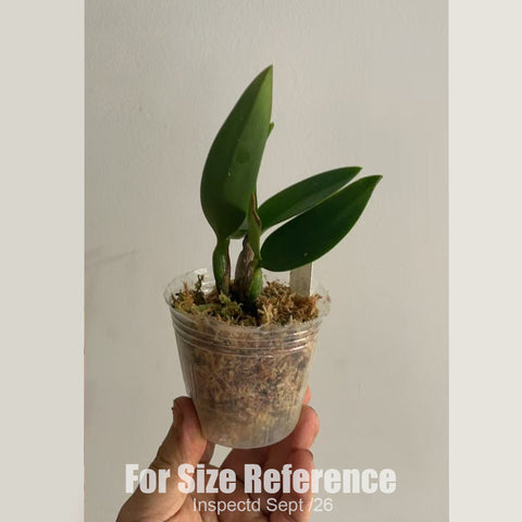 [Bare-root][New] #CA# #Mini Cat# Cattlianthe Faikon Ball 黃花小公主 [2.4" BS][Sept in stock 26]
