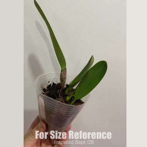 [Bare-root][New] #CA# C.(L.) purpurata var. flamea coerulea 'werkhauseri' [2.4" NBS][Sept in stock 26]