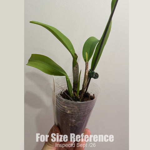 [Bare-root] #CA# Rhyncholaeliocattleya Hua Young Gold 華陽黃金 [2.5" NBS][Sept in stock 26]
