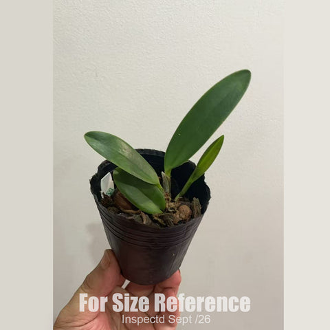 [Bare-root][New] #CA# Rlc. Hawaiian Satisfaction "Romantic" Seedling 羅曼蒂克 [1.7" Seedling][Sept in stock 26]