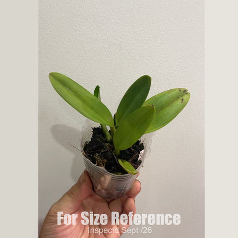 [Bare-root][New] #CA# #Mini Cat# Cattleya CT Golden Wings 金翅 [2.4" BS][Sept in stock 26]