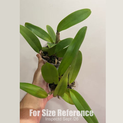 [Bare-root][New] #CA# #Mini Cat# #Blind Box# Mini Cattleya [2.5" NBS][Sept in stock 26]