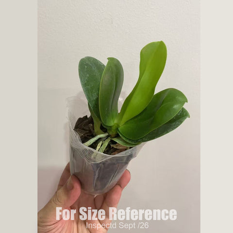 [Bare-root][New] #PA# Phal. Green Pixies 糯米團子 [1.7" BS][Sept in stock 26]