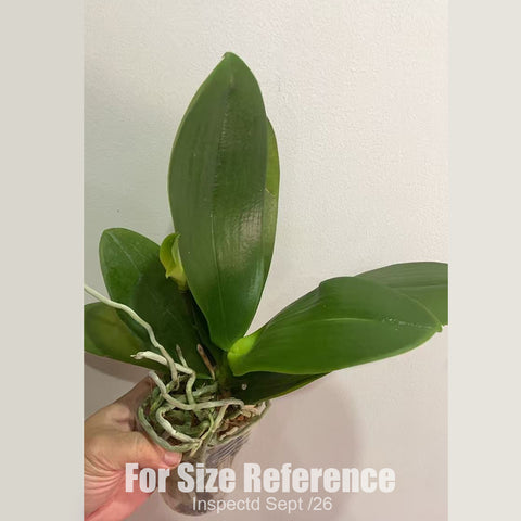 [Bare-root][New] #PA# Phal. Boguetto Moth 香戀博格麗 [2.4" BS][Sept in stock 26]