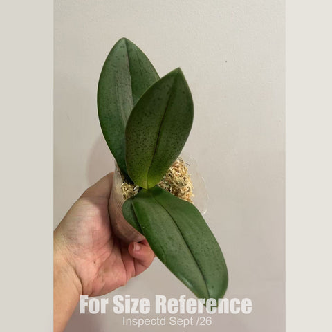 [Bare-root][New] #PA# Phal. Magic Castle 魔法城堡 [2.4" BS][Sept in stock 26]