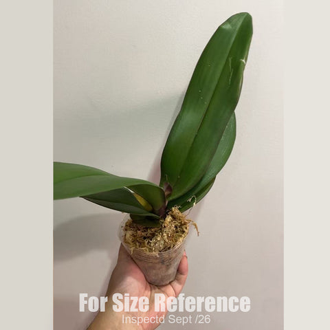 [Bare-root][New] #PA# Phal. Taisuco Anna (peloric) 安娜蕾絲兩眼 [2.4" BS][Sept in stock 26]