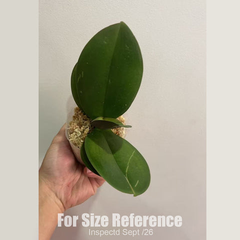[Bare-root][New] #PA# Phal. Rainbow Unicorn 彩虹獨角獸 [2.4" BS][Sept in stock 26]