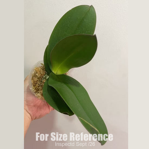 [Bare-root][New] #PA# #Big Lip# Phal. Pink Maiden 粉嬌娘 [2.4" BS][Sept in stock 26]