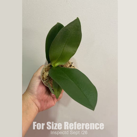 [Bare-root][New] #PA# Phal. Liu's Triprince 劉氏天使 [2.4" BS][Sept in stock 26]
