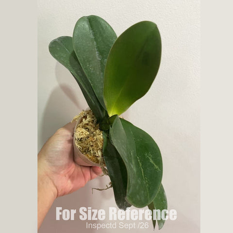 [Bare-root][New] #PA# Phal. First Light 曙光 [2.4" BS][Sept in stock 26]