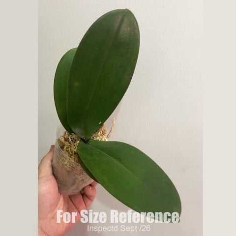 [Bare-root][New] #PA# Phal. Ever Spring Prince [2.4" BS][Sept in stock 26]