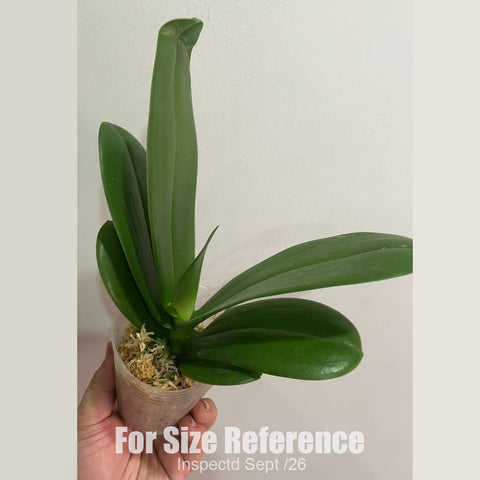 [Bare-root][New] #PA# #Big Lip# Phal. Charming Crystal Water 白天鵝 [2.4" BS][Sept in stock 26]
