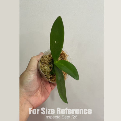 [Bare-root][New] #PA# Phal. Hatuyuki 'Nagoriyuki' 殘雪 [2.4" NBS][Sept in stock 26]