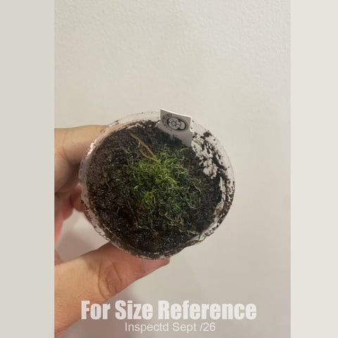 [Bare-root][New] #CP# Utricularia chrysantha 金花 [1.7" SD][Sept in stock]