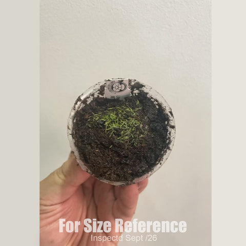 [Bare-root][New] #CP# Utricularia parthenopipes 海妖女狸藻 [1.7" SD][Sept in stock]