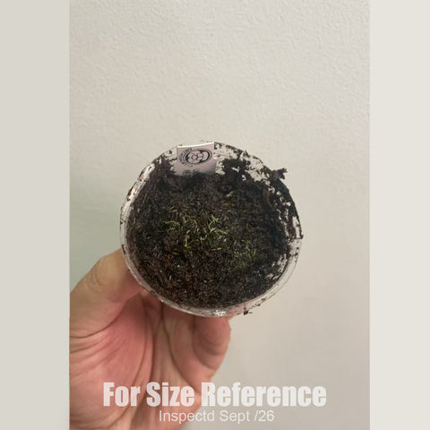 [Bare-root][New] #CP# Utricularia lateriflora 晚花狸藻 [1.7" SD][Sept in stock]