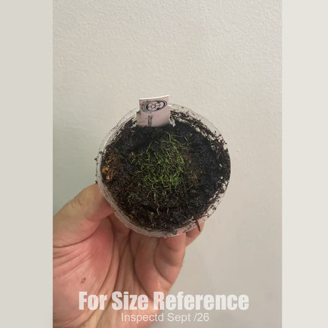 [Bare-root][New] #CP# Utricularia fulva 杏黃 [1.7" SD][Sept in stock]