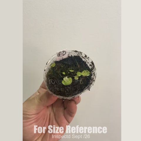 [Bare-root][New] #CP# Utricularia tricolor 三色狸藻 [1.7" SD][Sept in stock]