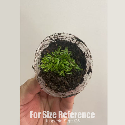 [Bare-root][New] #CP# Utricularia graminifolia 禾葉 [1.7" SD][Sept in stock]