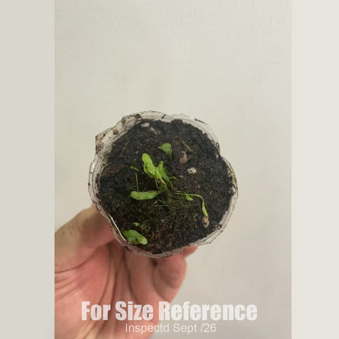 [Bare-root][New] #CP# Utricularia praelonga 延長 [1.7" SD][Sept in stock]