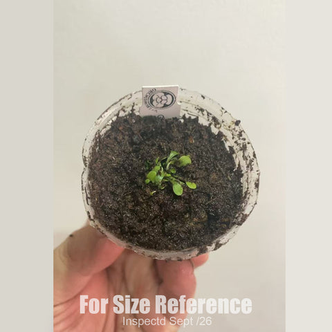 [Bare-root][New] #CP# Genlisea roraimensis 羅福螺旋狸藻 [1.7" SD][Sept in stock]