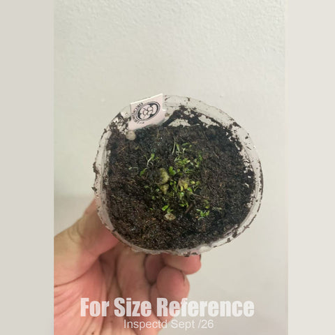 [Bare-root][New] #CP# Utricularia warburgii 瓦堡 [1.7" SD][Sept in stock]