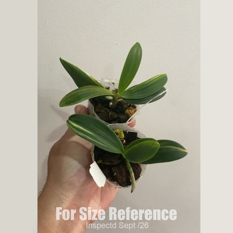 [Bare-root] #PA# Phal. (Sedirea) japonica variegated 'Nagoran Shima' 名護蘭縞 [2.4" BS][Oct in stock 26]