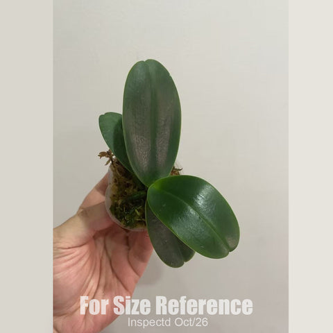 [Bare-root] #PA# Phal. (Sedirea) japonica 'Daruma' (Round Leaves Type) 達摩 [2.4" BS][Oct in stock 26]
