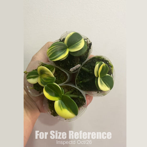 [Bare-root] #PA# Phal. (Sedirea) japonica 'Minmaru Shima' 明丸錦 [1.7" NBS][Oct in stock 26]