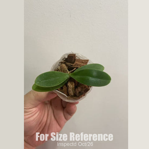 [Bare-root] #PA# Phal. (Sedirea) japonica (Original) 普通名護蘭 [1.7" NBS][Oct in stock 26]