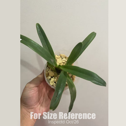 [Bare-root] #PH# Paph. barbigerum x glaucophyllum 胡花生 [2.4" NBS][Oct in stock 26]