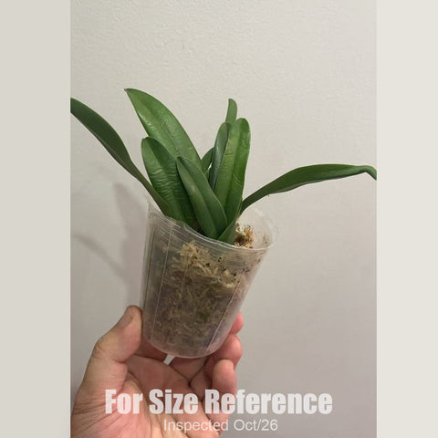 [Bare-root][New] #CA# #Mini Cat# Laelia dayana 戴安娜 [2.4" BS][Oct in stock 26]