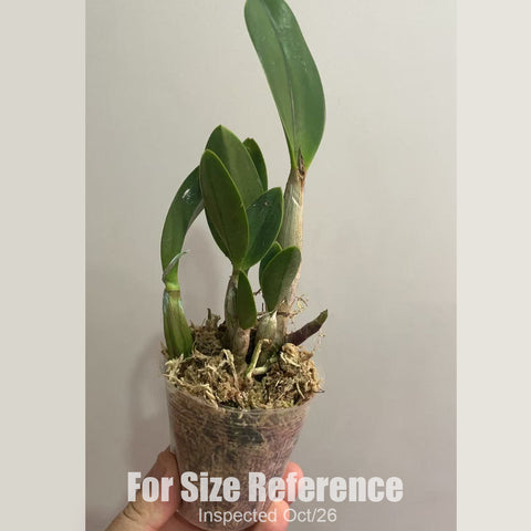 [Bare-root][New] #CA# Ctt. Tiny Treasure 蒂尼小可愛 [2.4" BS][Oct in stock 26]