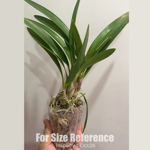 [Bare-root][New] #CA# Encyclia Mabel Kanda [2.4" BS][Oct in stock 26]