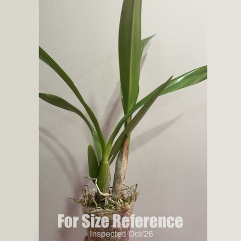 [Bare-root][New] #CA# Encyclia Rhody [2.4" BS][Oct in stock 26]