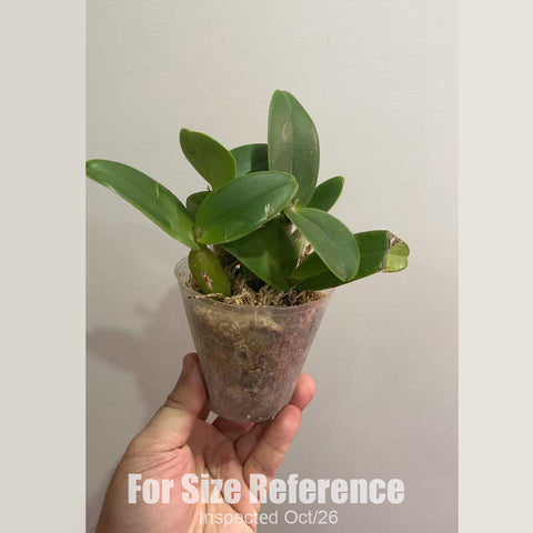 [Bare-root][New] #CA# Myrmecocattleya Rio's Little Treasure [2.4" BS][Oct in stock 26]