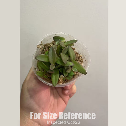 [Bare-root][New] #DA# Den. pachyphyllum 紅脈茉香石斛 [2.4" BS][Oct in stock 26]