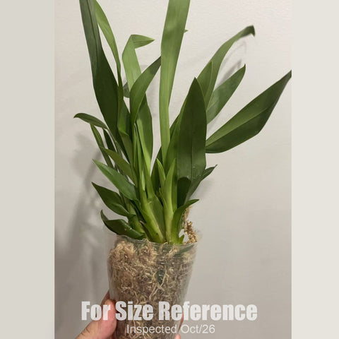 [Bare-root][New] #OA# Burrageara Nelly Isler 'Swiss Beauty' 紅內莉 [2.8" BS][Oct in stock 26]