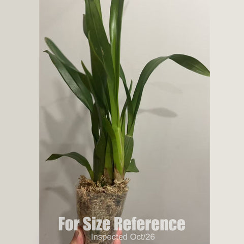[Bare-root][New] #OA# ONCIDIUM 'SWEET SUGAR' 蜜糖 [2.8" BS][Oct in stock 26]
