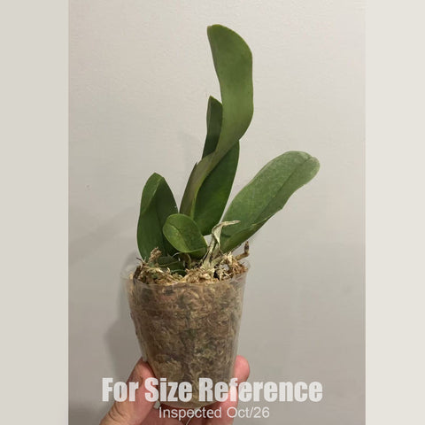 [Bare-root][New] #OA# Psychopsis papilio [2.4" BS][Oct in stock 26]