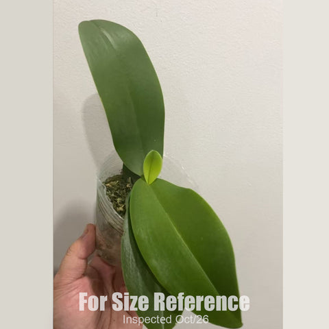 [Bare-root][New] #PA# Phal. Buddha's Treasure 浮陀寶藏 [2.8" BS][Oct in stock 26]