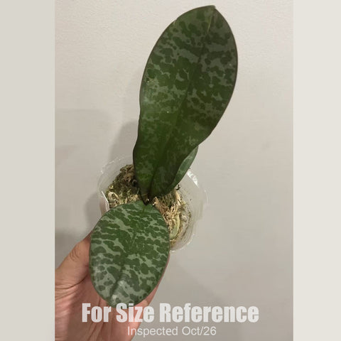 [Bare-root][New] #PA# Phal. Wiganiae (schilleriana x stuartiana) 西史 [2.4" BS][Oct in stock 26]