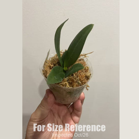 [Bare-root][New] #PA# Phal. Glamor '1923' 西柚軟糖 1923 [1.7" NBS][Sept in stock 26]