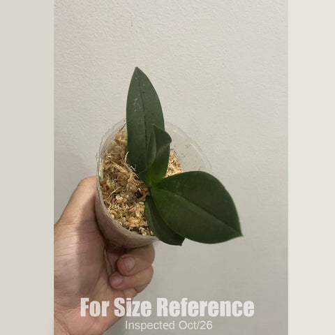 [Bare-root][New] #PA# Phal. Glamor '3304' 魅力雪頂 3304 [1.7" NBS][Sept in stock 26]