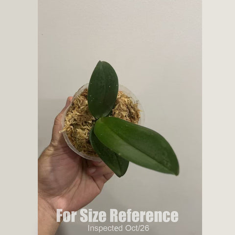 [Bare-root][New] #PA# Phal. Apricot Pinky 'Baby's Breath' 桃之夭夭 [1.7" NBS][Oct in stock 26]