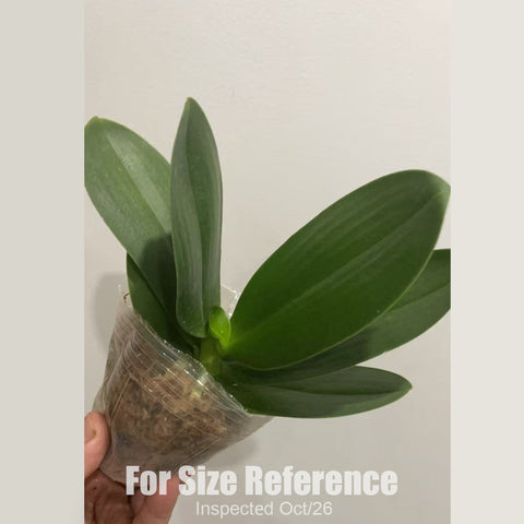 [Bare-root][New] #PA# Phal. Lemon Tarts (Peloric) [2.4" BS][Sept in stock 26]