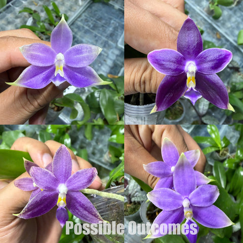 [Bare-root][New] #PA# Phal. Jennifer Palermo × Ms Blue Elf [2.4" BS][Oct in stock 26]