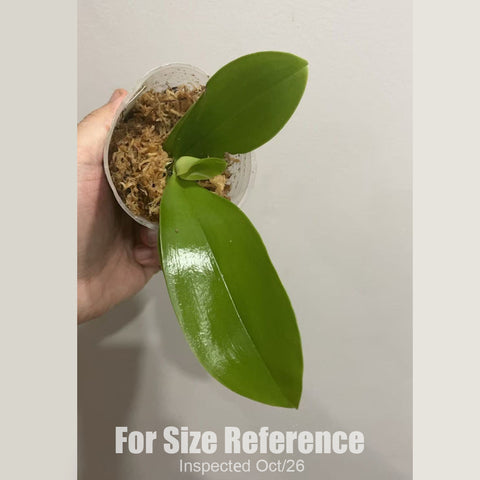 [Bare-root][New] #PA# Phal. lueddemanniana f. coerulea × Yangyang Blue Liuli [2.4" BS][Oct in stock 26]