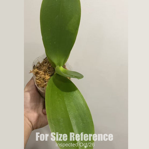 [Bare-root][New] #PA# Phal. Green Pixie (Peloric) [2.4" BS][Sept in stock 26]