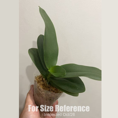 [Bare-root][New] #PA# Phal. Lianher Happy Pearl [2.4" BS][Sept in stock 26]